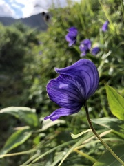Aconitum delphiniifolium