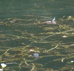 Erythromma viridulum