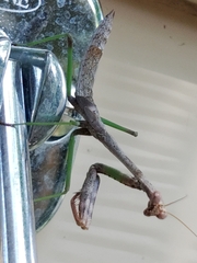 Stagmomantis carolina