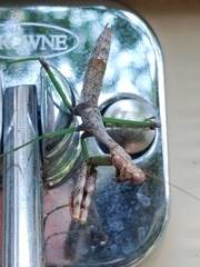 Stagmomantis carolina