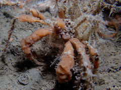 Inachus phalangium
