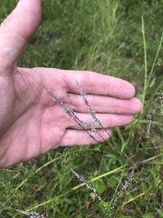 Polygala appendiculata