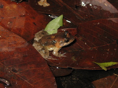 Leptodactylus petersii