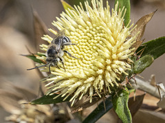 Tetraloniella hohmanni