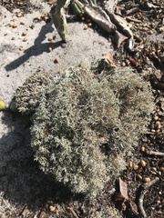 Cladonia crispatula