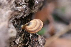 Flabellophora