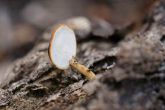 Flabellophora