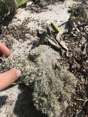 Cladonia crispatula