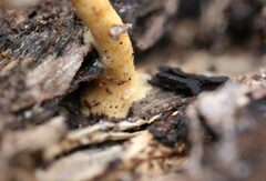 Flabellophora