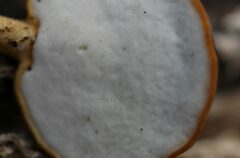Flabellophora