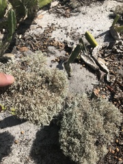 Cladonia crispatula