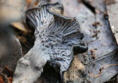 Craterellus australis