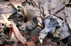 Craterellus australis
