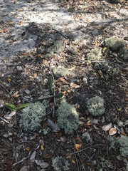 Cladonia crispatula