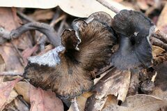 Craterellus australis