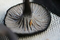 Craterellus australis