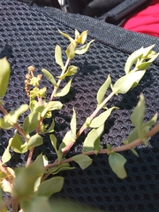 Atriplex tampicensis