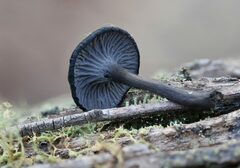 Craterellus australis