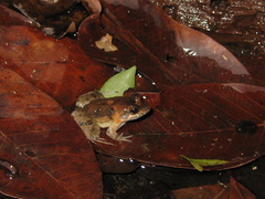 Leptodactylus petersii