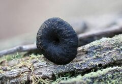 Craterellus australis