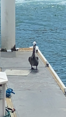 Pelecanus occidentalis