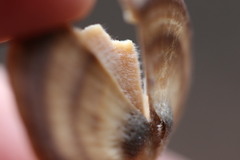 Flabellophora
