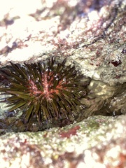 Echinometra viridis