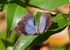 Memphis moruus