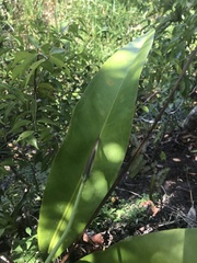 Anthurium raimundii