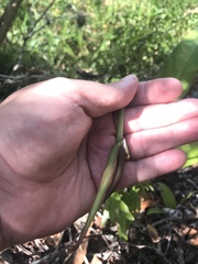 Anthurium raimundii