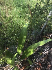 Anthurium raimundii
