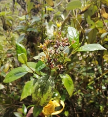 Calceolaria pedunculata