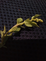 Atriplex tampicensis