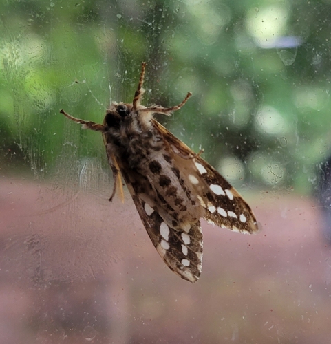 Silver-spotted Tiger Moth