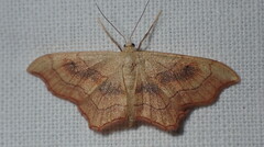 Idaea dromikos