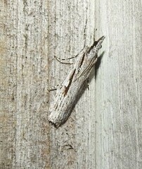 Scoparia indistinctalis