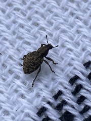 Scepticus griseus