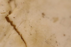 Flabellophora