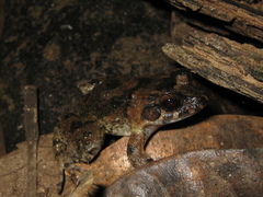 Leptodactylus petersii