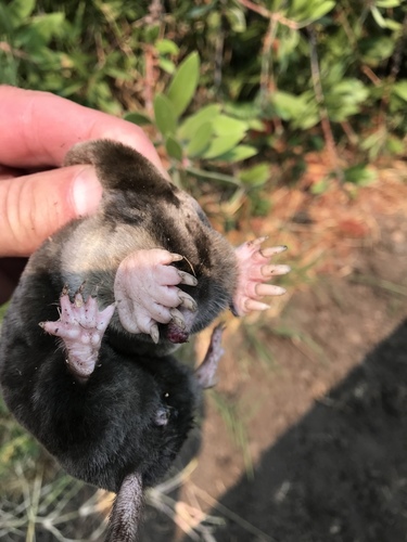 Northern Broad-footed Mole