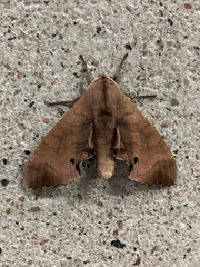 Marumba echephron