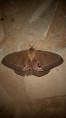 Bunaeopsis licharbas