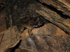 Leptodactylus petersii