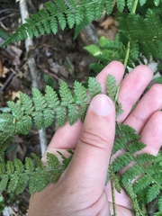 Dryopteris intermedia