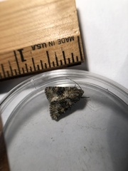 Hecatera dysodea nebulosa