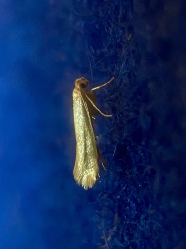 Tineola bisselliella