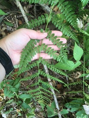 Dryopteris intermedia
