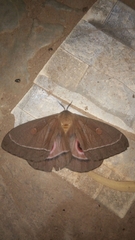 Bunaeopsis licharbas