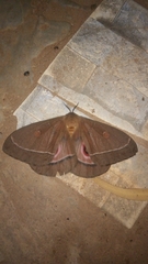 Bunaeopsis licharbas