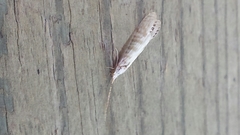 Nectopsyche exquisita